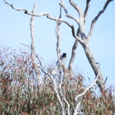 Coracina novaehollandiae (Black-faced Cuckooshrike) at Kambah, ACT - 23 Aug 2024 by HelenCross