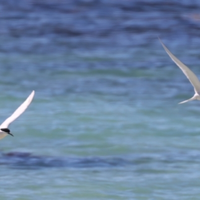 Sterna dougallii (Roseate Tern) at Houtman Abrolhos, WA - 19 Apr 2024 by jb2602