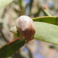 Paropsis atomaria (Eucalyptus leaf beetle) at Kambah, ACT - 23 Aug 2024 by HelenCross