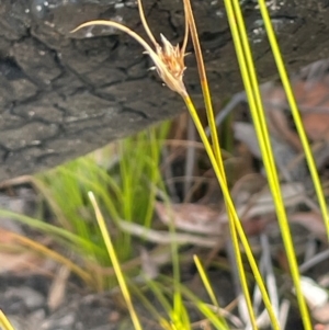 Carex (genus) at Tianjara, NSW - 21 Aug 2024 11:51 AM