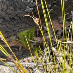 Carex (genus) at Tianjara, NSW - 21 Aug 2024 11:51 AM
