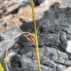 Carex (genus) at Tianjara, NSW - 21 Aug 2024 11:51 AM