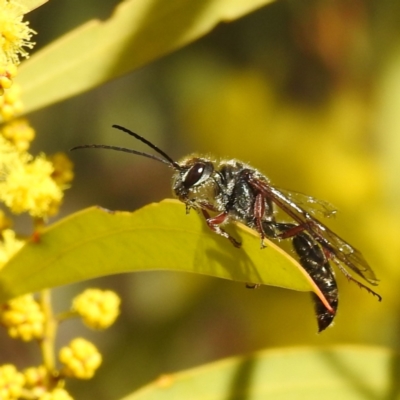 Thynninae (subfamily) (Smooth flower wasp) at Kambah, ACT - 23 Aug 2024 by HelenCross