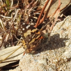 Vanessa kershawi (Australian Painted Lady) at Kambah, ACT - 23 Aug 2024 by HelenCross