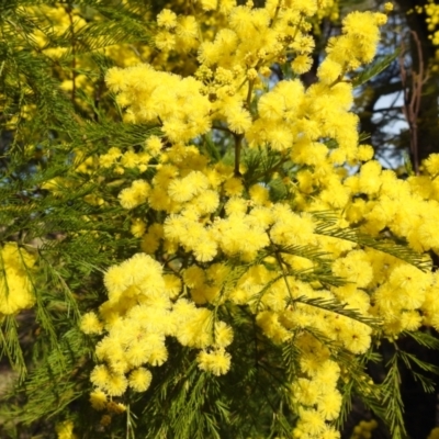 Acacia decurrens (Green Wattle) at Kambah, ACT - 23 Aug 2024 by HelenCross