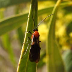 Braconidae (family) (Unidentified braconid wasp) at Kambah, ACT - 23 Aug 2024 by HelenCross