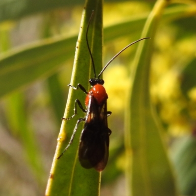 Braconidae (family) (Unidentified braconid wasp) at Kambah, ACT - 23 Aug 2024 by HelenCross