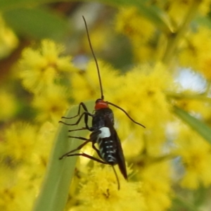 Braconidae (family) at Kambah, ACT - 23 Aug 2024 02:54 PM