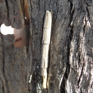 Lepidoscia arctiella at Kambah, ACT - 23 Aug 2024 03:16 PM