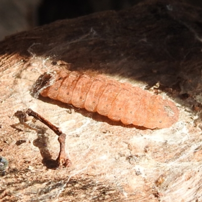 Unidentified Insect at Kambah, ACT - 23 Aug 2024 by HelenCross