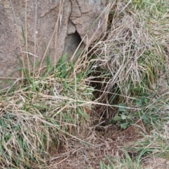 Vombatus ursinus (Common wombat, Bare-nosed Wombat) at Kambah, ACT - 19 Aug 2024 by Mike