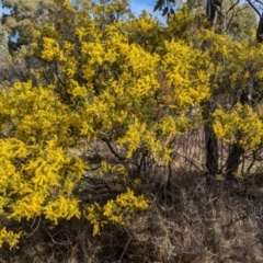 Acacia cardiophylla (Wyalong Wattle) at Kambah, ACT - 23 Aug 2024 by HelenCross