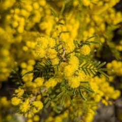 Acacia cardiophylla at Kambah, ACT - 23 Aug 2024 03:09 PM