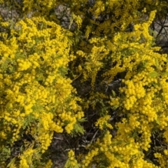 Acacia cardiophylla at Kambah, ACT - 23 Aug 2024 03:09 PM