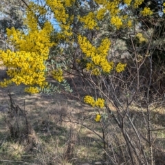 Acacia buxifolia subsp. buxifolia (Box-leaf Wattle) at Kambah, ACT - 23 Aug 2024 by HelenCross