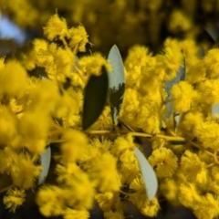 Acacia buxifolia subsp. buxifolia at Kambah, ACT - 23 Aug 2024