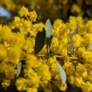 Acacia buxifolia subsp. buxifolia at Kambah, ACT - 23 Aug 2024