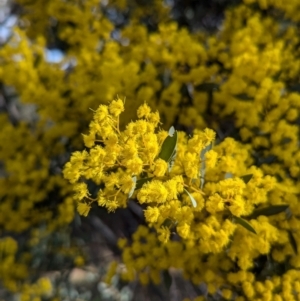 Acacia buxifolia subsp. buxifolia at Kambah, ACT - 23 Aug 2024