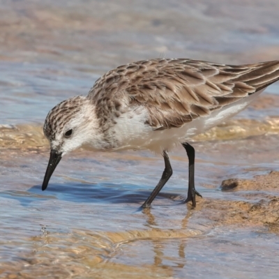 Calidris ruficollis (Red-necked Stint) at Houtman Abrolhos, WA - 20 Apr 2024 by jb2602