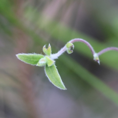 Unverified Climber or Mistletoe at  - suppressed by LisaH