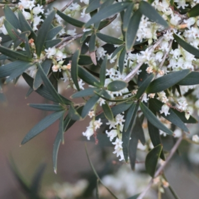 Leucopogon affinis (Lance Beard-heath) at Moruya, NSW - 22 Aug 2024 by LisaH