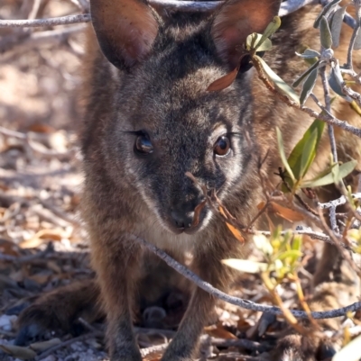 Macropus eugenii (Tammar wallaby) at Meru, WA - 20 Apr 2024 by jb2602