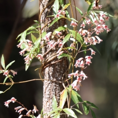 Pandorea pandorana (Wonga Wonga Vine) at Moruya, NSW - 23 Aug 2024 by LisaH