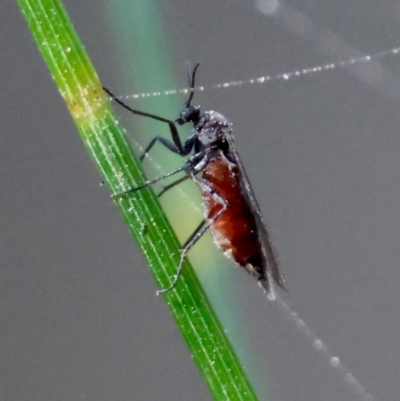 Sciaridae sp. (family) (Black fungus gnat) at Moruya, NSW - 23 Aug 2024 by LisaH