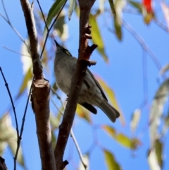 Caligavis chrysops (Yellow-faced Honeyeater) at Moruya, NSW - 23 Aug 2024 by LisaH