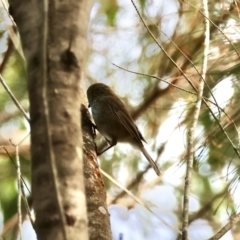 Acanthiza pusilla (Brown Thornbill) at Moruya, NSW - 23 Aug 2024 by LisaH