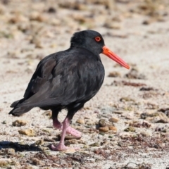 Haematopus fuliginosus (Sooty Oystercatcher) at Houtman Abrolhos, WA - 20 Apr 2024 by jb2602