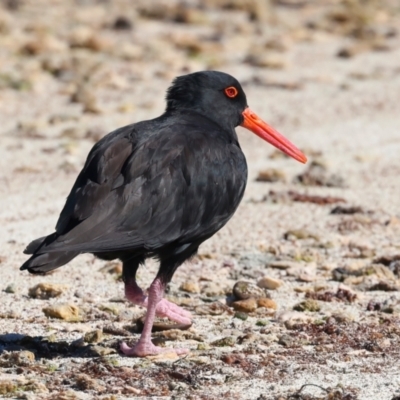 Haematopus fuliginosus (Sooty Oystercatcher) at Houtman Abrolhos, WA - 20 Apr 2024 by jb2602