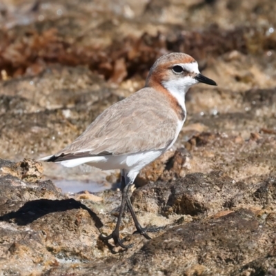 Anarhynchus ruficapillus (Red-capped Plover) at Houtman Abrolhos, WA - 20 Apr 2024 by jb2602