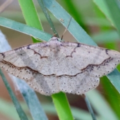 Taxeotis perlinearia by LisaH