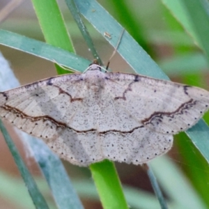 Taxeotis perlinearia at Moruya, NSW - suppressed