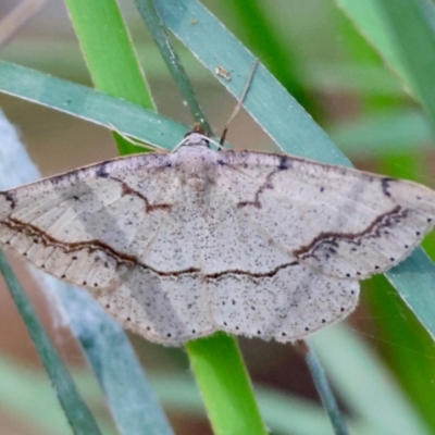 Taxeotis perlinearia by LisaH