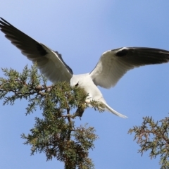 Elanus axillaris (Black-shouldered Kite) at Fyshwick, ACT - 23 Aug 2024 by RodDeb