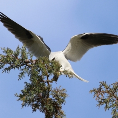 Elanus axillaris (Black-shouldered Kite) at Fyshwick, ACT - 23 Aug 2024 by RodDeb