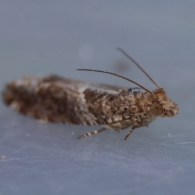 Olethreutinae (subfamily) (Unidentified leaf roller) at Moruya, NSW - 23 Aug 2024 by LisaH