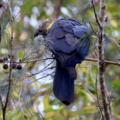 Calyptorhynchus lathami lathami (Glossy Black-Cockatoo) at Moruya, NSW - 23 Aug 2024 by LisaH