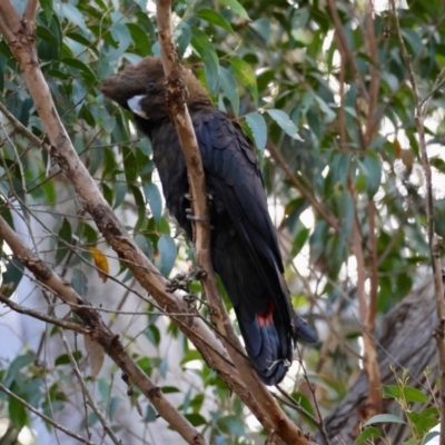 Calyptorhynchus lathami lathami (Glossy Black-Cockatoo) at Moruya, NSW - 23 Aug 2024 by LisaH