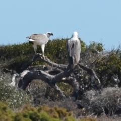 Haliaeetus leucogaster (White-bellied Sea-Eagle) at Houtman Abrolhos, WA - 20 Apr 2024 by jb2602