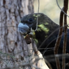 Calyptorhynchus lathami lathami (Glossy Black-Cockatoo) at Moruya, NSW - 23 Aug 2024 by LisaH