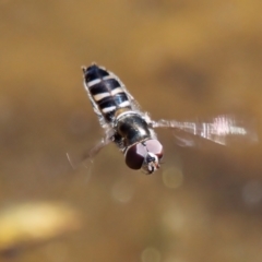 Melangyna collatus (Hover fly) at Chisholm, ACT - 21 Aug 2024 by RomanSoroka