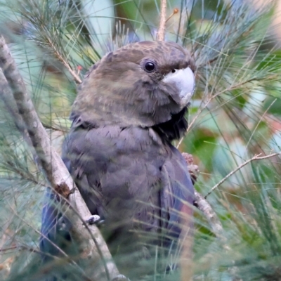 Calyptorhynchus lathami lathami (Glossy Black-Cockatoo) at Broulee, NSW - 23 Aug 2024 by LisaH