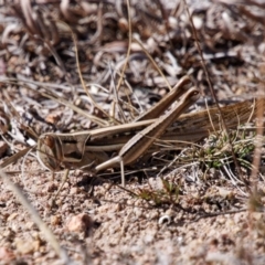 Austracris guttulosa (Spur-throated Locust) at Theodore, ACT - 20 Aug 2024 by RomanSoroka