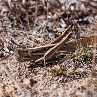 Austracris guttulosa (Spur-throated Locust) at Theodore, ACT - 21 Aug 2024 by RomanSoroka