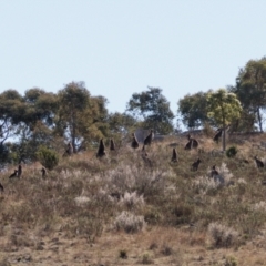 Macropus giganteus (Eastern Grey Kangaroo) at Theodore, ACT - 20 Aug 2024 by RomanSoroka