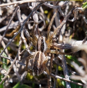 Unidentified at suppressed - 21 Aug 2024