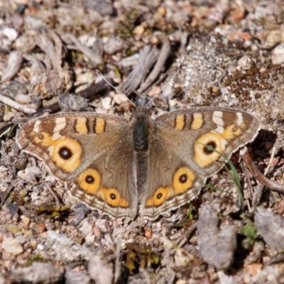 Junonia villida (Meadow Argus) at Richardson, ACT - 20 Aug 2024 by RomanSoroka